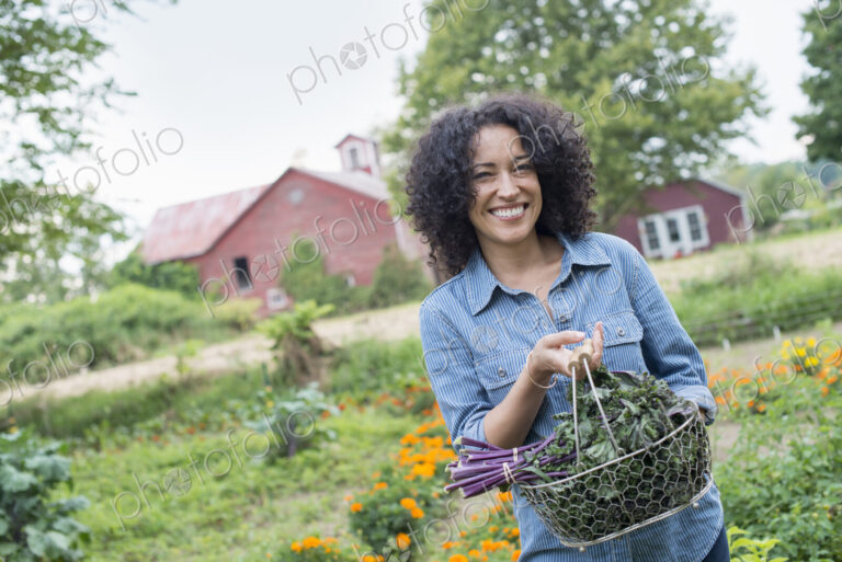An organic vegetable garden on a farm. A woman carrying a basket of freshly harvested…
