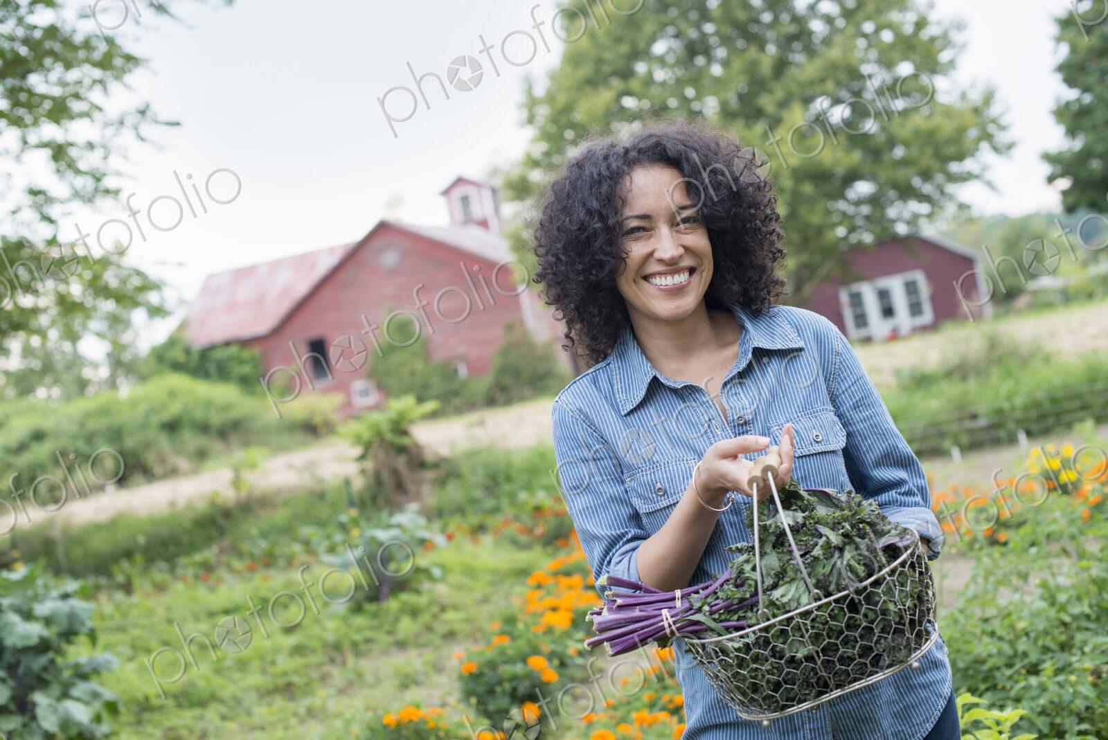 An organic vegetable garden on a farm. A woman carrying a basket of freshly harvested…