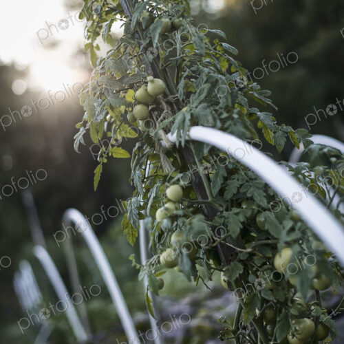 An organic vegetable plant, a tomato vine growing up a support on an organic farm. Dusk.