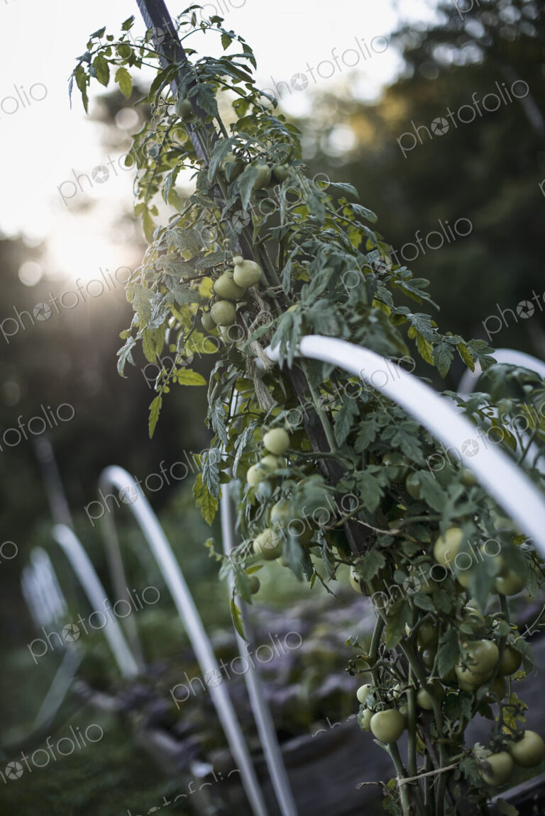 An organic vegetable plant, a tomato vine growing up a support on an organic farm. Dusk.