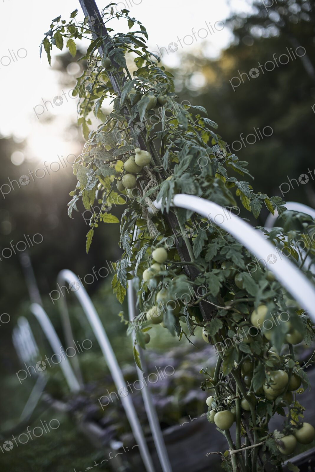 An organic vegetable plant, a tomato vine growing up a support on an organic farm. Dusk.