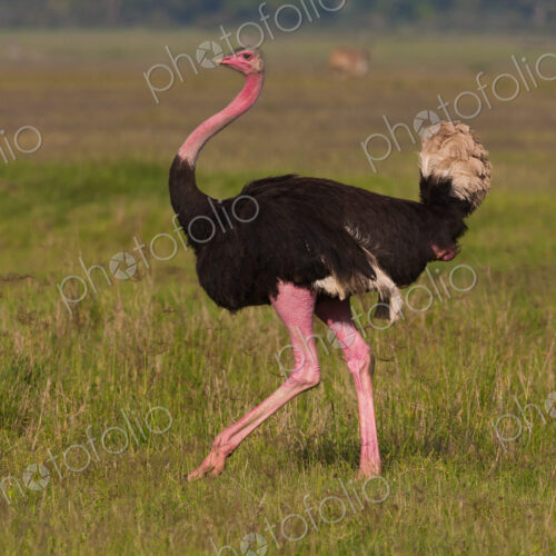 An ostrich in the Ngorongoro Conservation Area, Tanzania