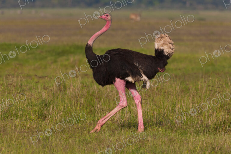 An ostrich in the Ngorongoro Conservation Area, Tanzania