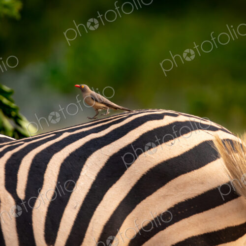 An oxpecker, Buphagus, on a zebra, Equus zebra. An oxpecker, Buphagus, on a zebra, Equus zebra.