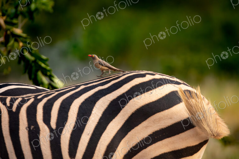 An oxpecker, Buphagus, on a zebra, Equus zebra.
