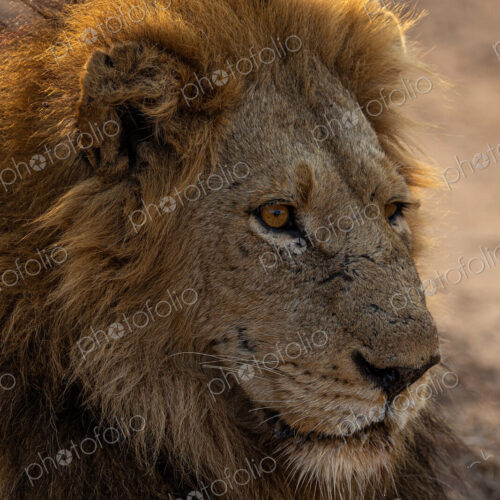 An up-close portrait of a male lion, Panthera leo.