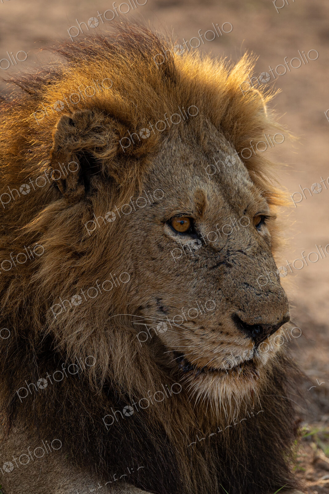 An up-close portrait of a male lion, Panthera leo.