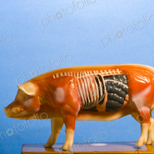 Anatomical Model of a pig, side view, illustrations of the torso, chest, organs and… Anatomical Model of a pig, side view, illustrations of the torso, chest, organs and…