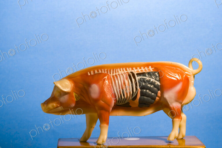 Anatomical Model of a pig, side view, illustrations of the torso, chest, organs and…