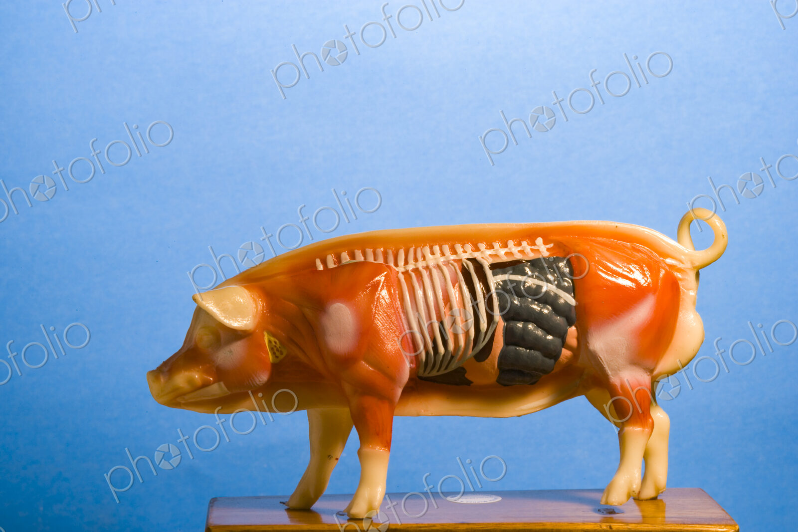 Anatomical Model of a pig, side view, illustrations of the torso, chest, organs and…