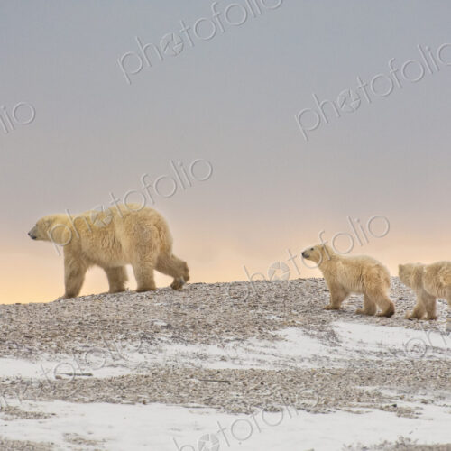 Animals, arctic, polar Animals, arctic, polar