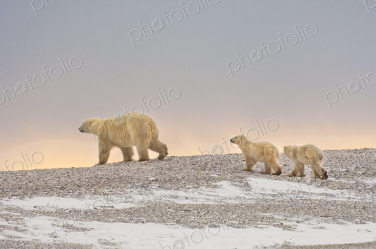 Animals, arctic, polar