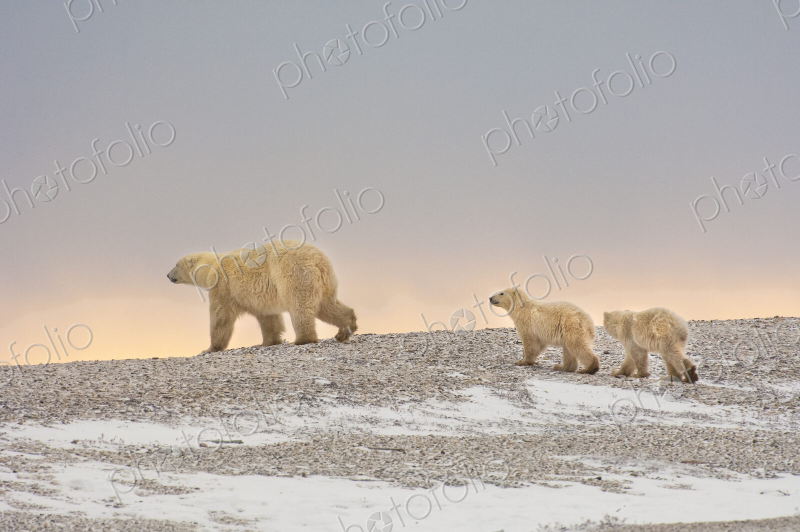 Animals, arctic, polar