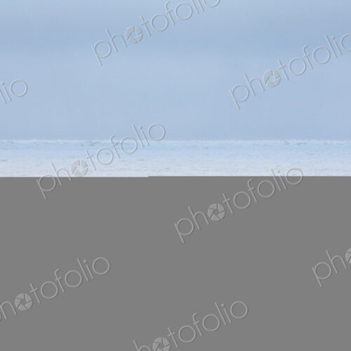 Animals, arctic, polar Animals, arctic, polar
