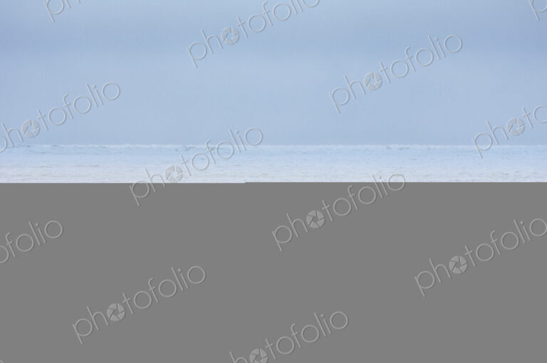 Animals, arctic, polar