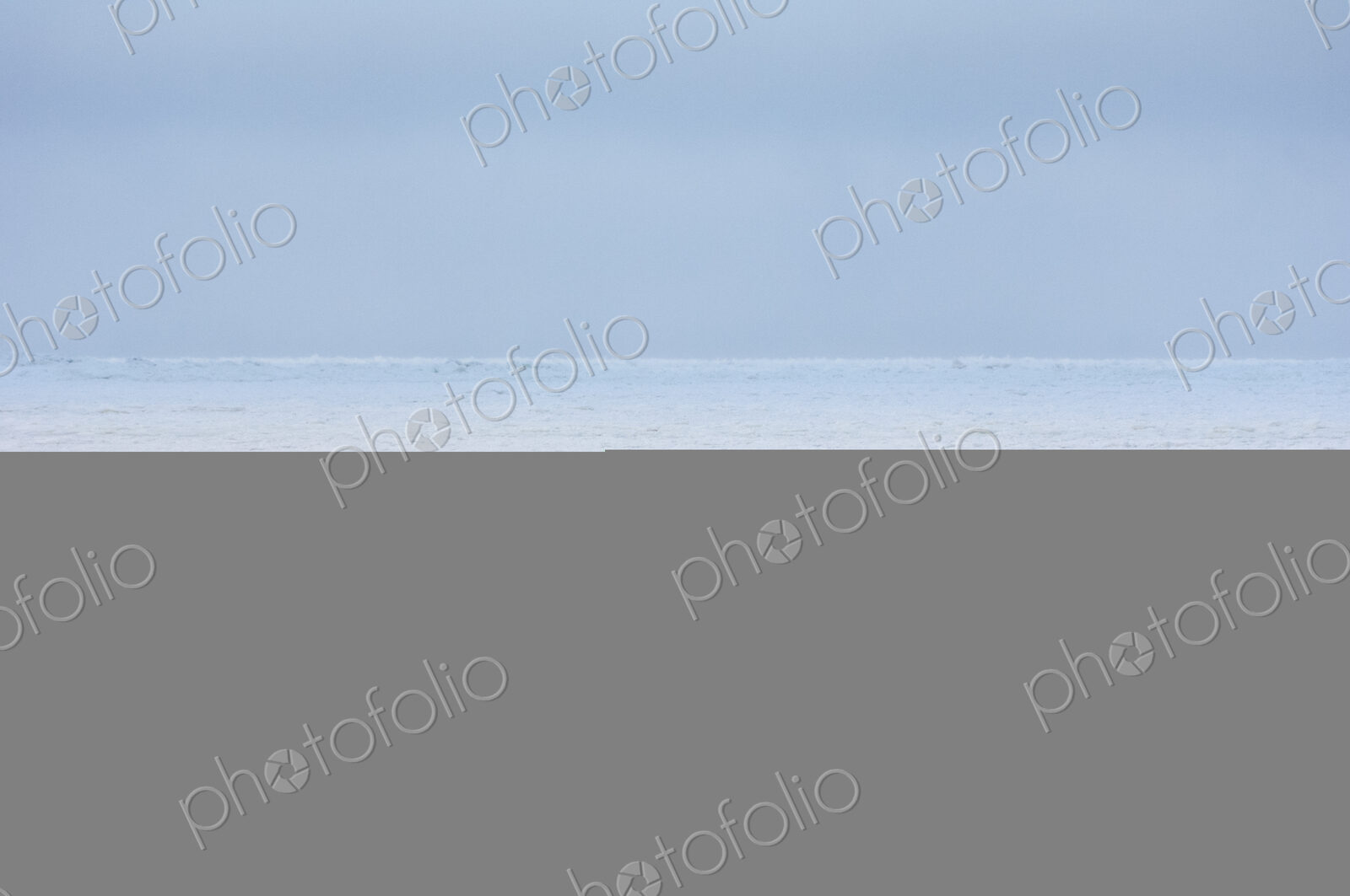Animals, arctic, polar