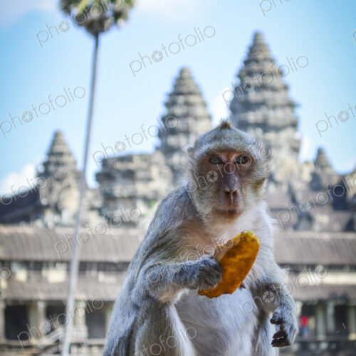 Ankor Wat, a 12th century historic Khmer temple and UNESCO world heritage site. Monkey… Ankor Wat, a 12th century historic Khmer temple and UNESCO world heritage site. Monkey…