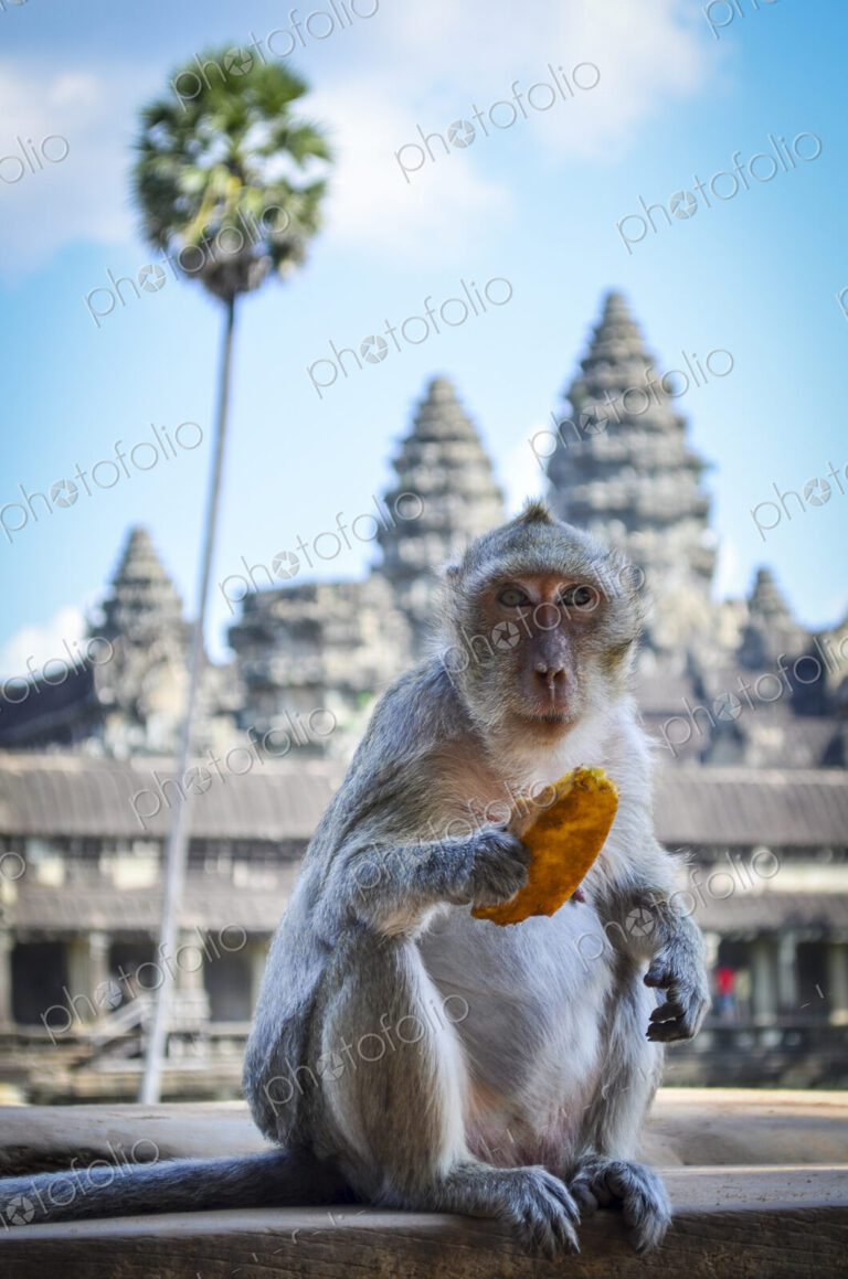 Ankor Wat, a 12th century historic Khmer temple and UNESCO world heritage site. Monkey…