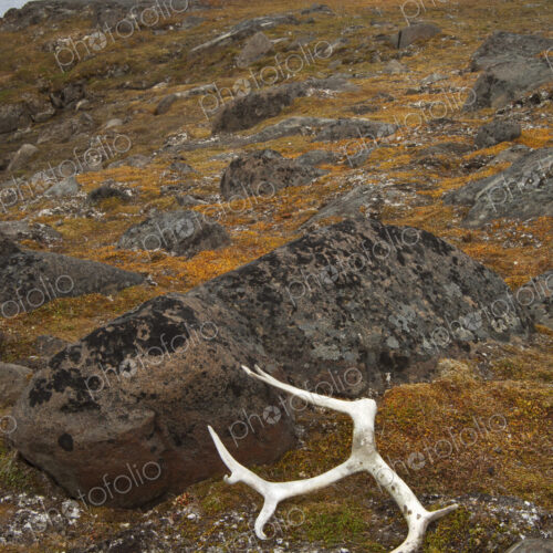 Antlers on the moss covered rocks in Svalbard, Norway. Antlers on the moss covered rocks in Svalbard, Norway.