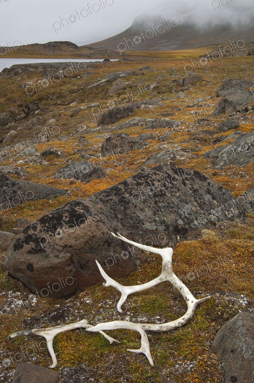 Antlers on the moss covered rocks in Svalbard, Norway.
