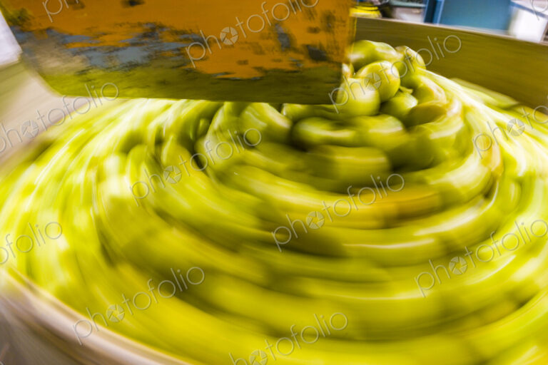 Apple harvest sorting, Yakima, WA USA