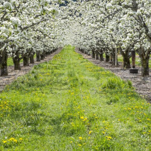 Apple trees filled with white blossoms in a spring orchard near Hood River, Oregon,… Apple trees filled with white blossoms in a spring orchard near Hood River, Oregon,…