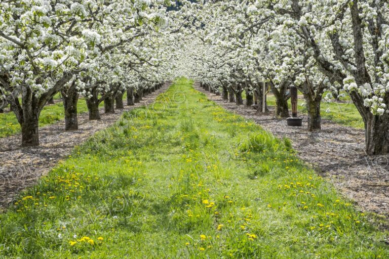 Apple trees filled with white blossoms in a spring orchard near Hood River, Oregon,…