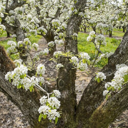 Apple trees filled with white blossoms in a spring orchard near Hood River, Oregon,… Apple trees filled with white blossoms in a spring orchard near Hood River, Oregon,…