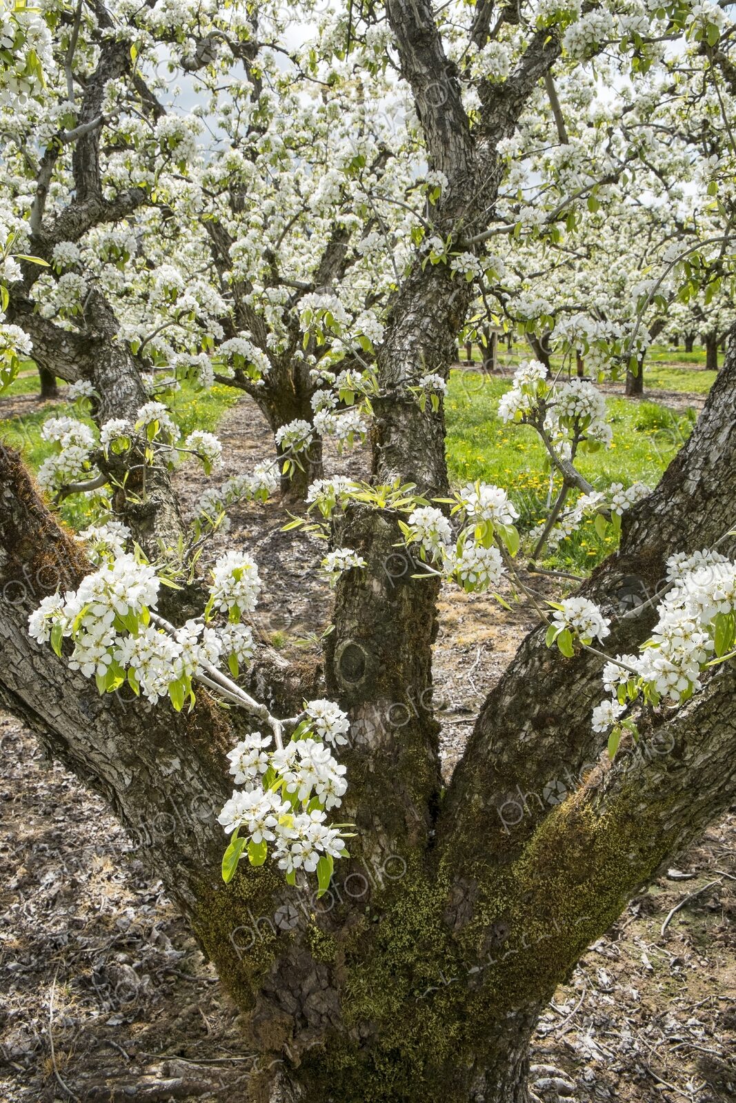 Apple trees filled with white blossoms in a spring orchard near Hood River, Oregon,…