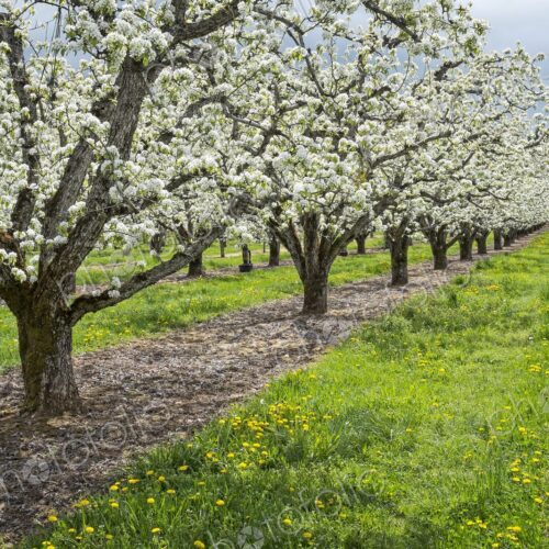 Apple trees filled with white blossoms in a spring orchard near Hood River, Oregon,… Apple trees filled with white blossoms in a spring orchard near Hood River, Oregon,…