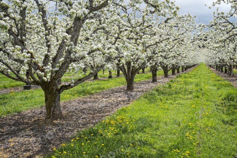 Apple trees filled with white blossoms in a spring orchard near Hood River, Oregon,…