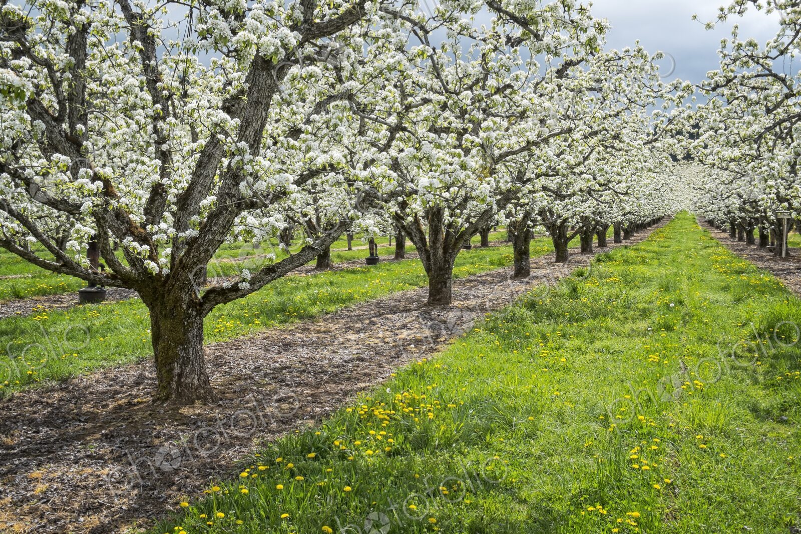 Apple trees filled with white blossoms in a spring orchard near Hood River, Oregon,…