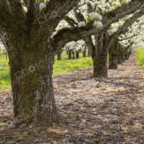 Apple trees filled with white blossoms in a spring orchard near Hood River, Oregon,… Apple trees filled with white blossoms in a spring orchard near Hood River, Oregon,…