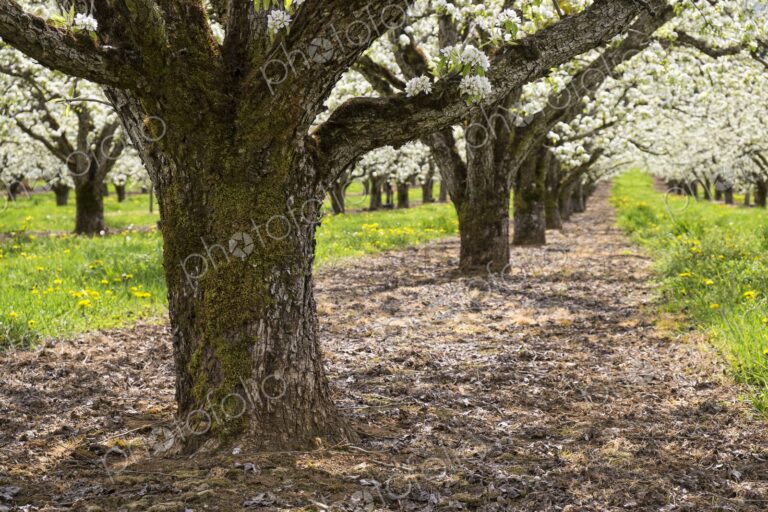 Apple trees filled with white blossoms in a spring orchard near Hood River, Oregon,…