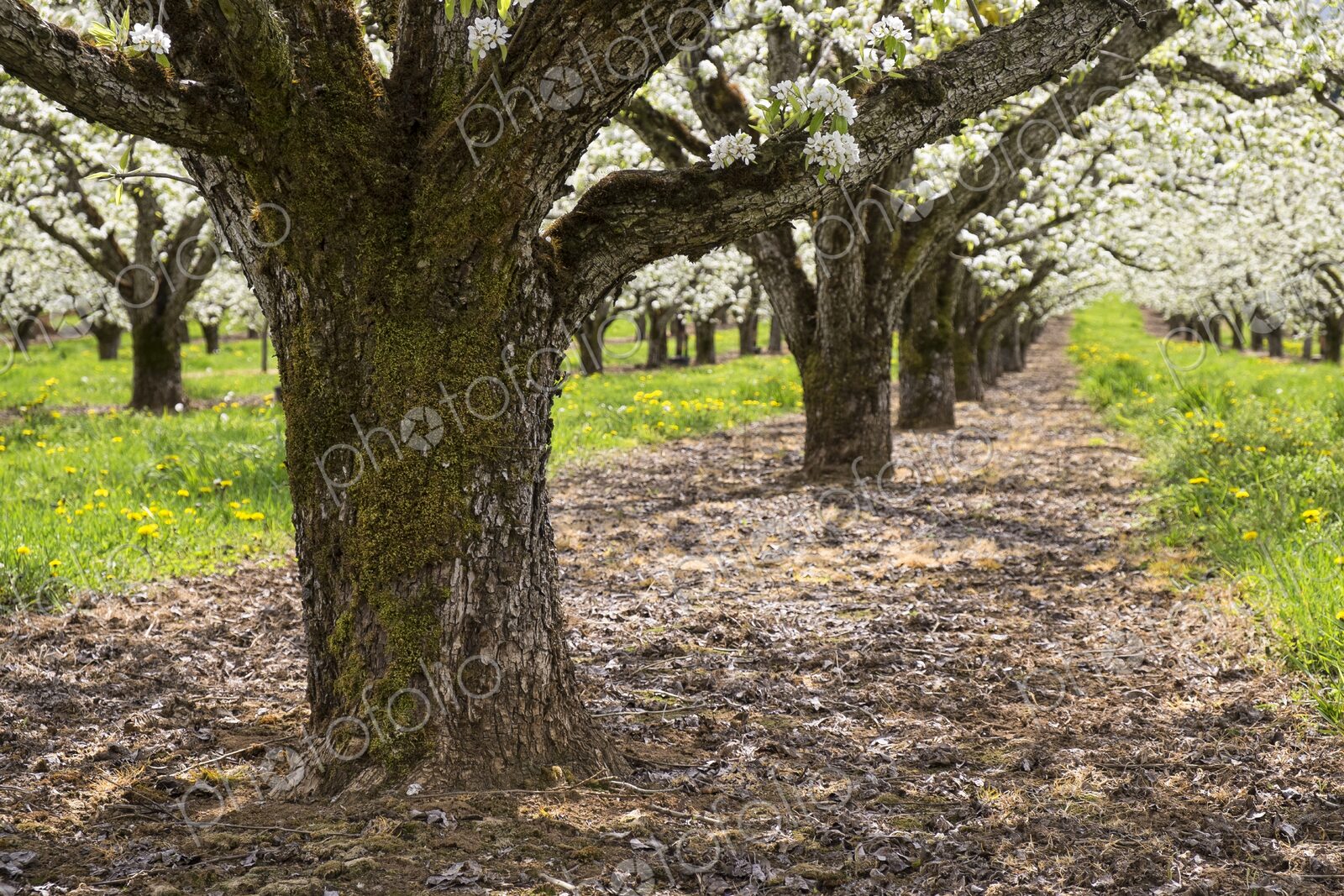 Apple trees filled with white blossoms in a spring orchard near Hood River, Oregon,…