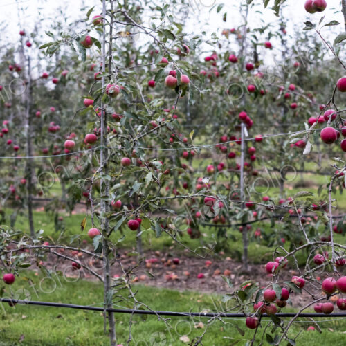 Apple trees in an organic orchard garden in autumn, red fruits ready for picking on…