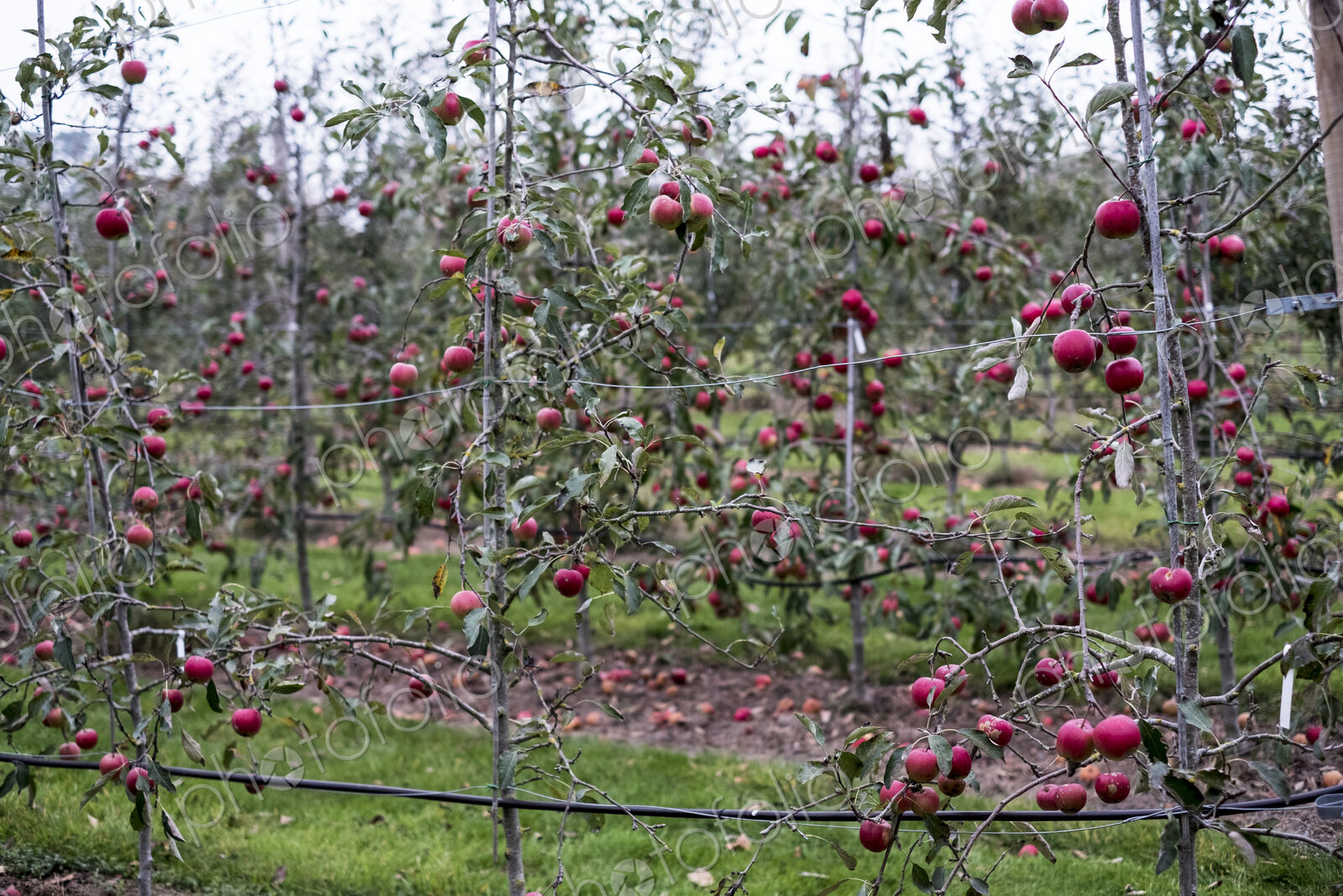 Apple trees in an organic orchard garden in autumn, red fruits ready for picking on…