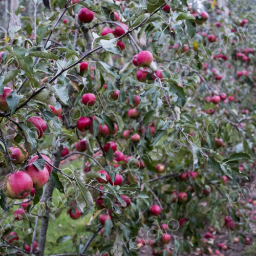 Apple trees in an organic orchard garden in autumn, red fruits ready for picking on…