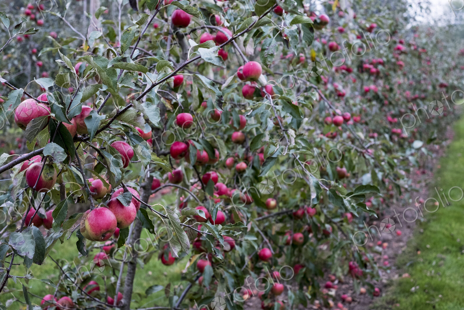 Apple trees in an organic orchard garden in autumn, red fruits ready for picking on…