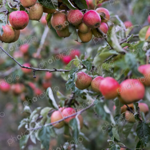 Apple trees in an organic orchard garden in autumn, red fruits ready for picking on…