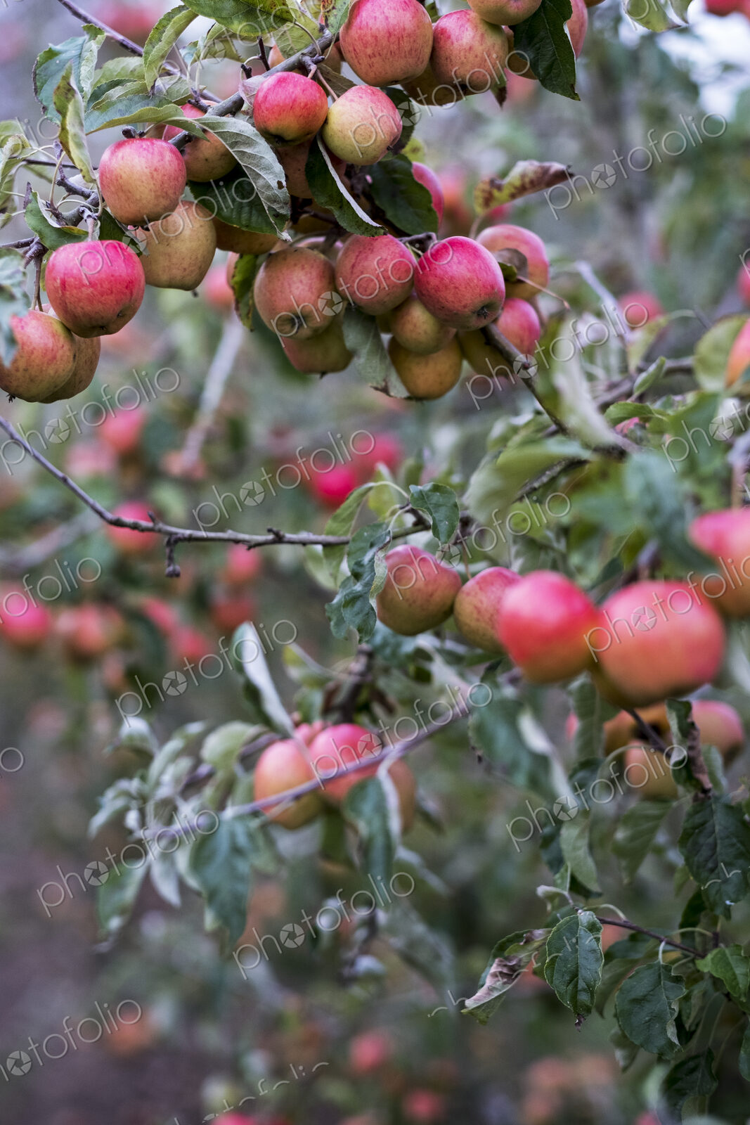 Apple trees in an organic orchard garden in autumn, red fruits ready for picking on…