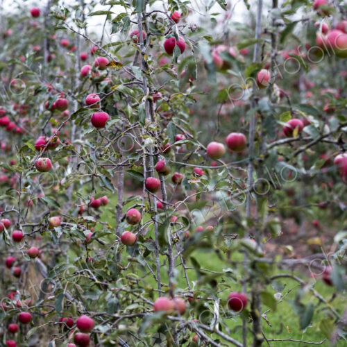 Apple trees in an organic orchard garden in autumn, red fruits ready for picking on…