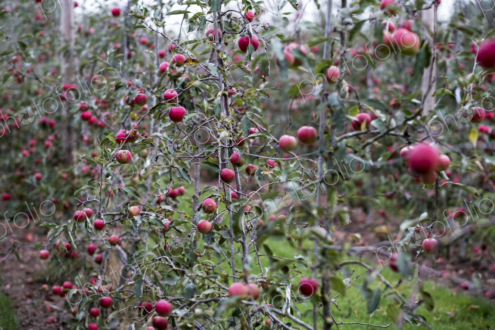 Apple trees in an organic orchard garden in autumn, red fruits ready for picking on…