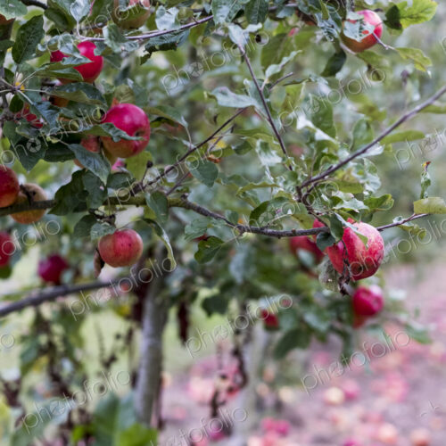 Apple trees in an organic orchard garden in autumn, red fruits ready for picking on…