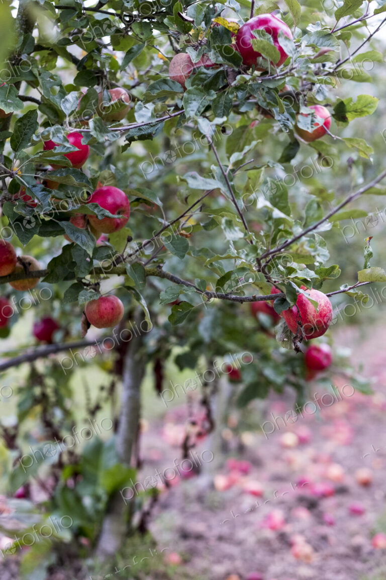 Apple trees in an organic orchard garden in autumn, red fruits ready for picking on…