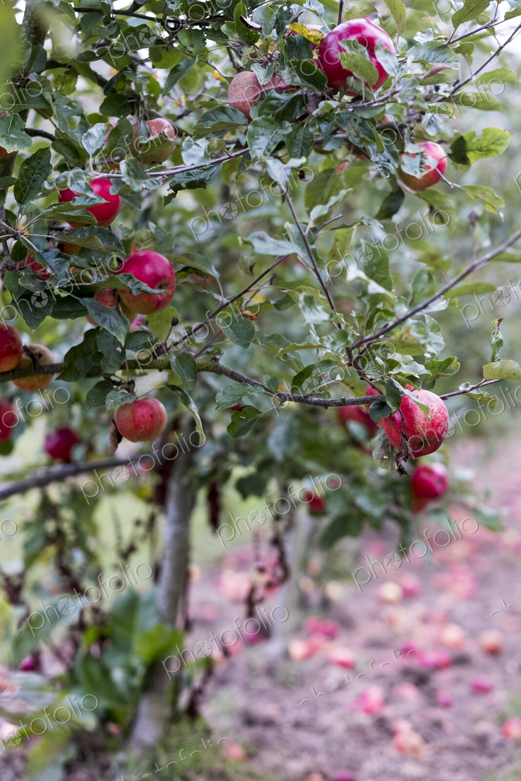 Apple trees in an organic orchard garden in autumn, red fruits ready for picking on…