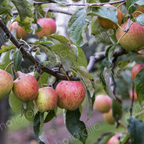 Apple trees in an organic orchard garden in autumn, red fruits ready for picking on…