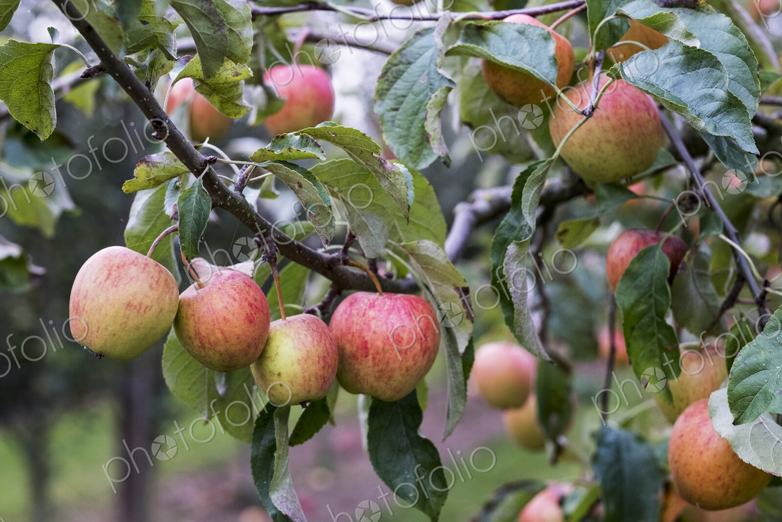 Apple trees in an organic orchard garden in autumn, red fruits ready for picking on…
