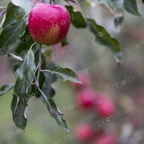 Apple trees in an organic orchard garden in autumn, red fruits ready for picking on…
