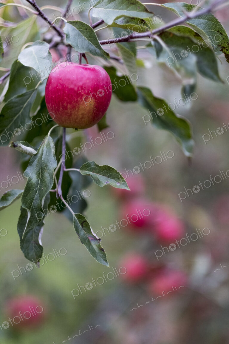 Apple trees in an organic orchard garden in autumn, red fruits ready for picking on…